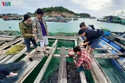 Kiên Giang: Khám phá nghề nuôi cá lồng bè thu tiền tỷ ở Nam Du