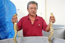 Bạc Liêu: Nuôi rắn ri voi thu nhập cao
