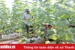 Đảng bộ thị trấn Vạn Hà lãnh đạo phát triển nông nghiệp sạch và nông nghiệp công nghệ cao