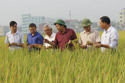 Nghiệm thu mô hình sản xuất lúa theo hướng hữu cơ