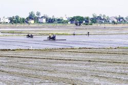 Chạy đua né hạn mặn