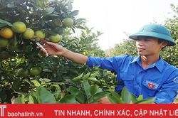 Ông chủ trẻ vườn cam 'thuận thiên nhiên' ở Hà Tĩnh