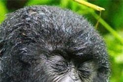 Những hình ảnh hiếm thấy về khỉ đột núi Rwanda