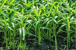Những thực phẩm quen thuộc có nguy cơ nhiễm chì cao mà ít người biết
