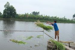 Nuôi cá bằng cỏ voi cho thu nhập hàng trăm triệu đồng/năm