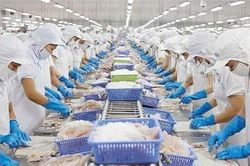 Xuất khẩu mực, bạch tuộc giảm mạnh trong tháng 8