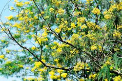 Ngày hội 'Hoa muồng vàng' 2019: Rực rỡ sắc màu