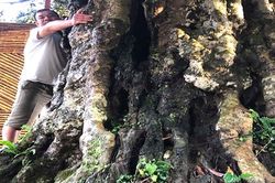 Kỳ bí 3 cây vải khổng lồ có từ thời 'Đẻ đất đẻ nước' giữa rừng Pù Luông