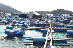 Hậu bão, người nuôi thủy sản chờ khoanh nợ