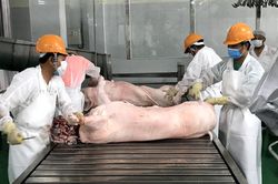 Lùng mua, vét cạn trong dân, thịt lợn tăng giá chưa từng có
