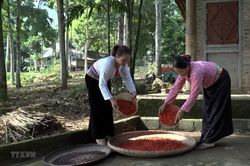 Hòa Bình: Mùa dổi bội thu đem lại thu nhập cao cho người dân