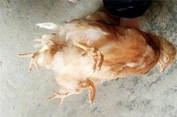 Xuất hiện gà 'yêu quái' bốn chân ở Trung Quốc