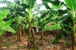 15 câu đố vui 'hại não' về các loài cây