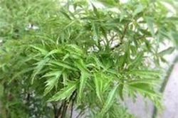 Ăn sống lá đinh lăng - tưởng không hay mà hay không tưởng