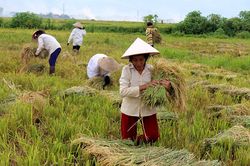 Thêm một vụ mùa thắng lợi trên cánh đồng Mường Thanh