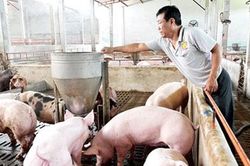 Chủ động nguồn cung thịt lợn cho thị trường dịp cuối năm