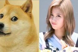 Sana Twice với biểu cảm siêu đáng yêu khi fan làm điều này