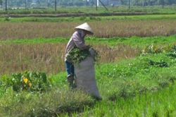 Làm gì để nông dân không... chán ruộng?