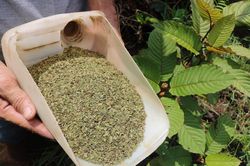 'Heroin thảo dược' - sinh kế mới của nông dân Indonesia