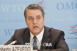 WTO nhấn mạnh vai trò của cây bông tại các quốc gia đang phát triển