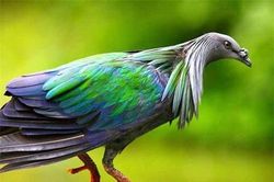 Bí ẩn loài bồ câu quý hiếm chỉ có ở Côn Đảo Việt Nam