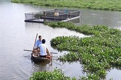 Nghệ An: Nuôi cá trắm, chép giòn chỉ cho ăn đậu tằm thu cả trăm triệu
