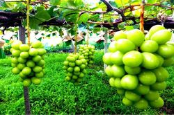 Nho sữa Nhật Bản đắt đỏ được trồng thế nào?