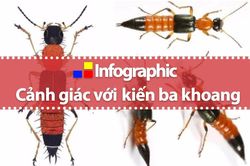 Xử trí khi dính độc kiến ba khoang