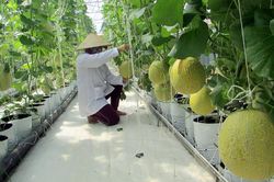 Thu hút đầu tư phát triển kinh tế nông thôn