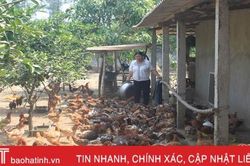 Cách làm hiệu quả: 'Úm' gà giống bán cho nông dân