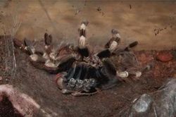 Kinh hoàng cảnh tượng nhện Tarantula lột xác