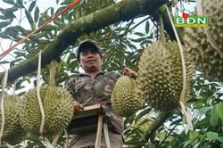 Chuyện lạ Đắk Nông, 36 cây sầu riêng thu 500 triệu đồng