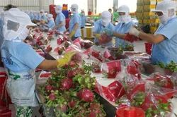 Rau quả Việt Nam xuất khẩu sang thị trường lớn nhất tiếp tục giảm