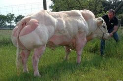 Những 'quái vật' bò cơ bắp dữ tợn, gây khiếp hãi