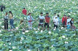 Sen hồng vào mùa nở rộ