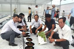 Xuống giống vùng rau củ ứng dụng công nghệ cao