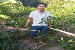 Vườn tràm 3 năm tuổi bị kẻ xấu chặt hạ