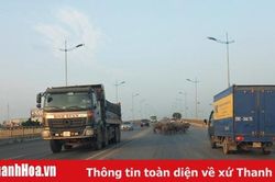 Trâu, bò thả rông trên đường – sự vô cảm của chủ nuôi