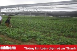 Huyện Hậu Lộc: Gắn phát triển sản xuất, nâng cao đời sống người dân với xây dựng nông thôn mới