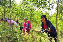 Huyện Đakrông tổ chức ra quân tiêu diệt bọ gậy, phòng chống bệnh sốt xuất huyết
