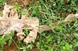 Bắt gặp da rắn 7 đầu gần đền, dân làng Ấn Độ xôn xao về 'thần rắn'