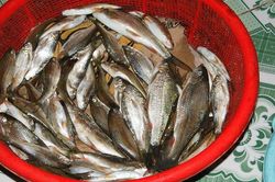 Sự thật thú vị về cá niên đặc sản Quảng Ngãi