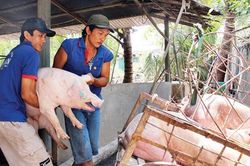 Giá lợn hơi có thể vượt 'đỉnh' 70.000 đồng/kg