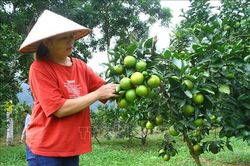 Bướm lâm nghiệp và ruồi vàng chích cam rụng hàng loạt