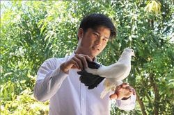 Thừa Thiên - Huế: Nuôi bồ câu cảnh hái ra tiền, bán 1 cặp bồ câu thổi kèn giá 2 triệu