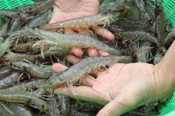 Chọn tôm tươi ngon cứ nhìn vào điểm này, đảm bảo 'bách phát bách trúng', người bán cũng nể phục