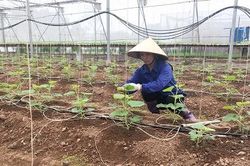'Điểm tựa' phát triển nền nông nghiệp thông minh