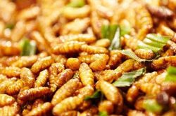 Nhộng tằm rất giàu dinh dưỡng nhưng dễ gây ngộ độc, thậm chí tử vong nếu không bảo quản tốt