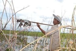 Săn rắn và chuột đồng mùa lũ: 'Bí kíp tay không bắt giặc' ở An Giang