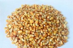 Cách làm bột ngũ cốc cho người tiểu đường
